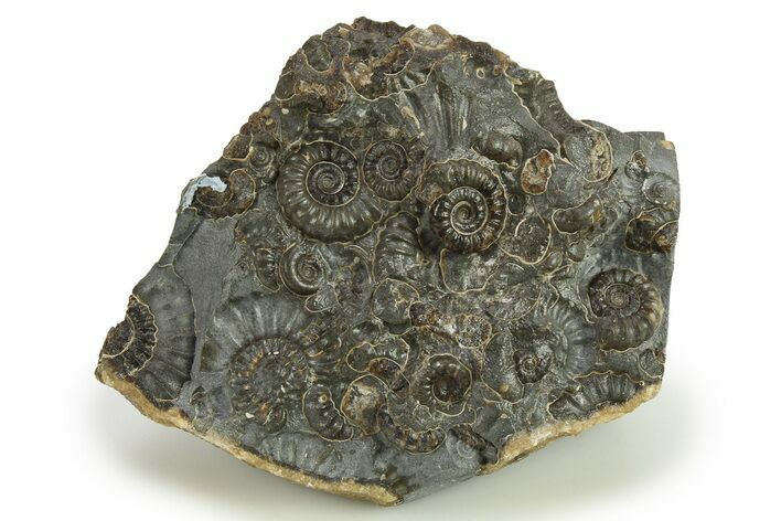 Ammonite (Promicroceras) Cluster - Marston Magna, England #281997